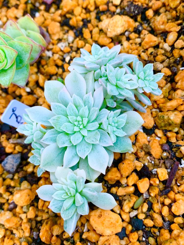 の画像 by のだみさん | プロリフェラ錦と多肉植物と庭の放置多肉とチャレンジと庭の花壇と放置位が調子いいと花壇多肉計画と生命力強いとおうち園芸と多肉女子と生命力に期待と野ざらし雨ざらし