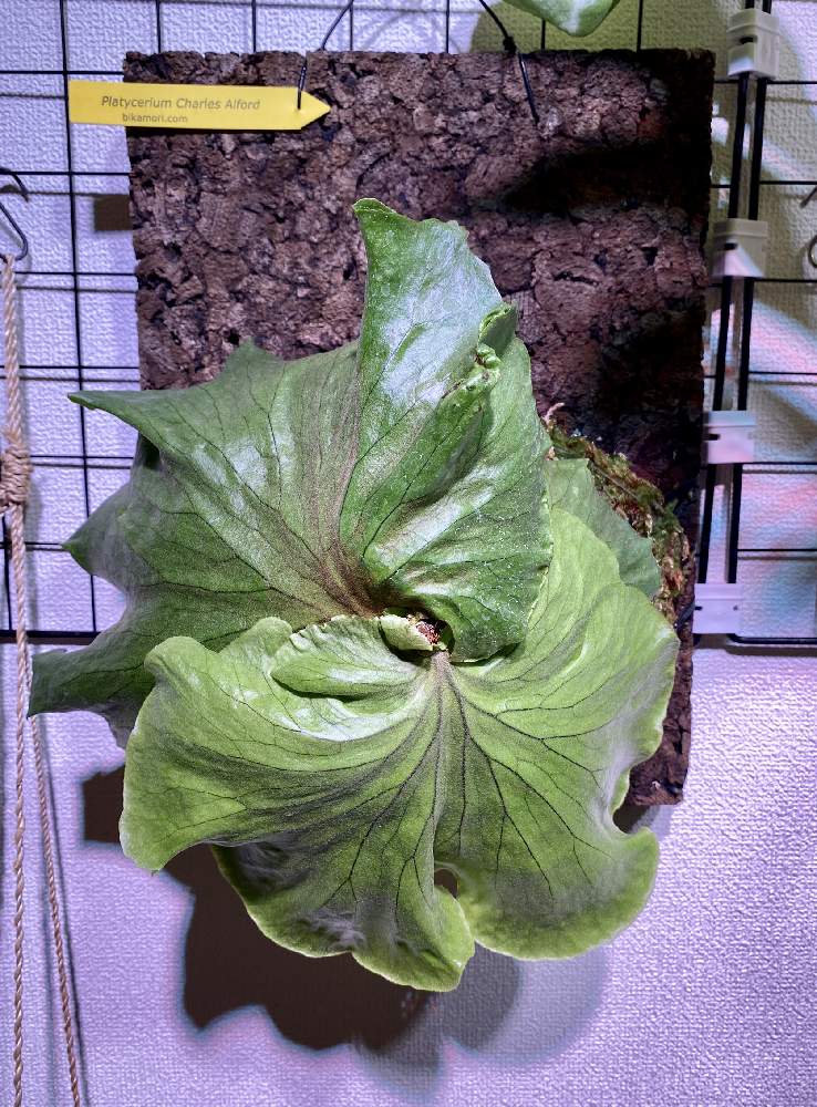 部屋の画像 by オメラスさん | 部屋とP.Charles Alfordと コウモリラン とチャールズ アルフォードと植欲が止まらないと ビカクシダと植中毒と羊歯植物と相談とプラティケリウムとシダ愛好会とビカクシダ属とビカクシダ普及委員会