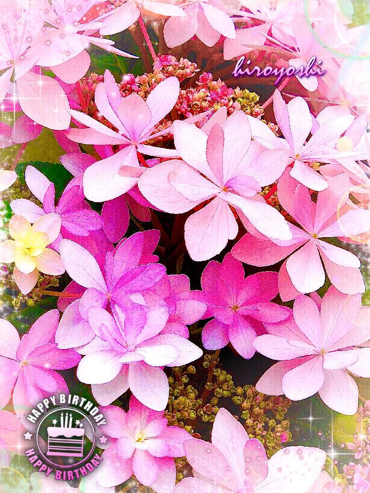 の画像 by hiroyoshiさん | 紫陽花 ダンスパーティーとアジサイ 紫陽花とうつくしいとお誕生日おめでとうと花のある暮らしと防長っ子