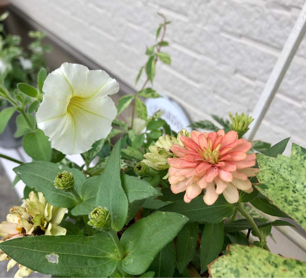 の画像 by yossyさん | ジニアとペチュニアとオレンジ色の花と咲いてくれてありがとう❤とくつろぎの庭と花のある庭と薄い黄色の花と寄植え