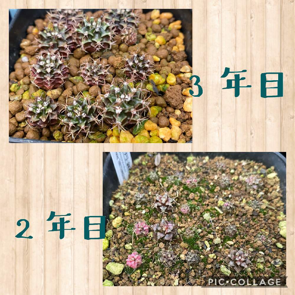 バルコニー/ベランダの画像 by 三色丼さん | バルコニー/ベランダと多肉植物とギムノカリキウム属と多肉女子とギムノカリキウム 緋牡丹錦と実生