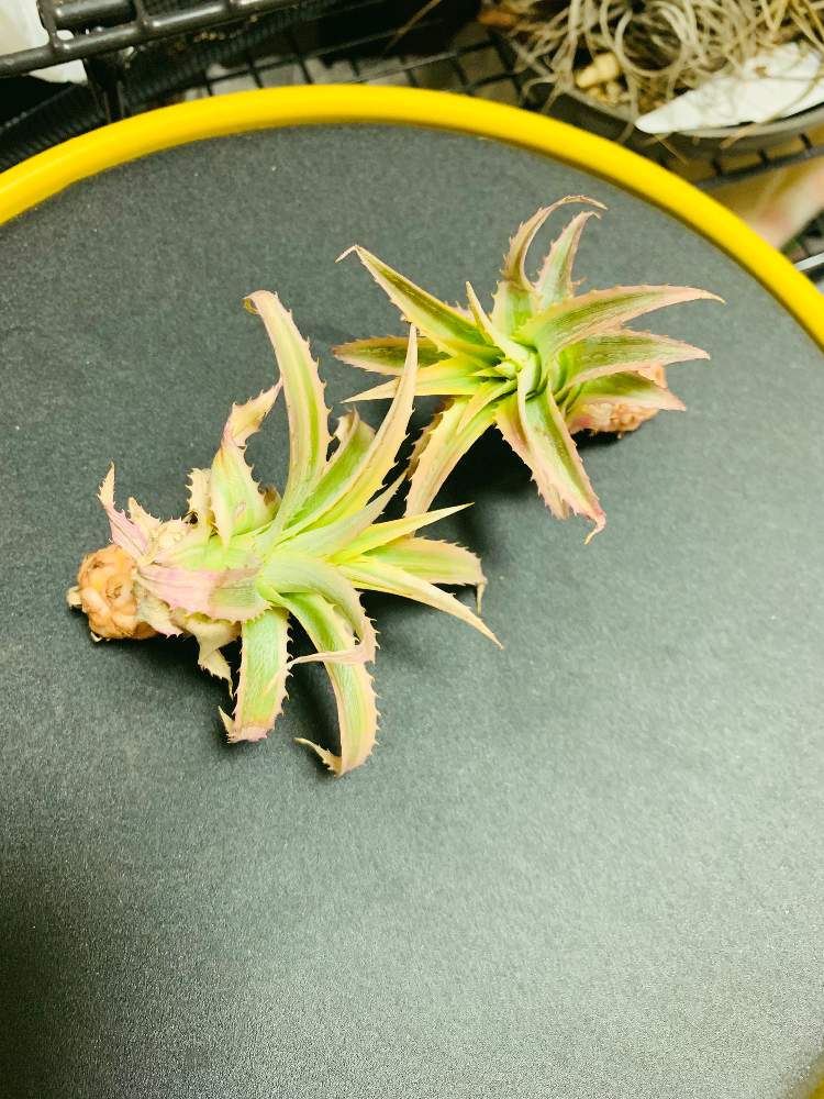 部屋の画像 by 月面旅行さん | 部屋と植物のある暮らしとブロメリア亜科とブロメリア科とおうち園芸とアナナス属とビザールプランツ