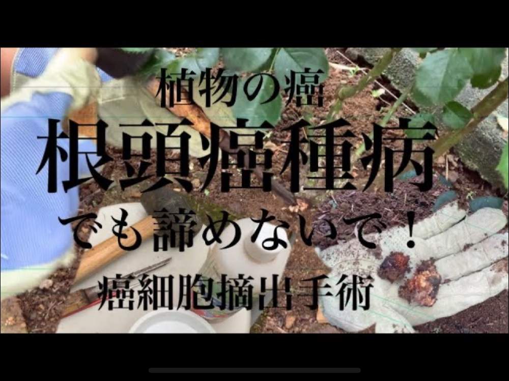 小さな庭の画像 by ばらきちさん | 小さな庭と薔薇の薬剤散布とバラ特集とローズガーデナーとバラのある暮らしとバラの育て方とおうち園芸とばら好きです♡と根頭癌腫病とバラ好きとバラの地植えとバラを楽しむ