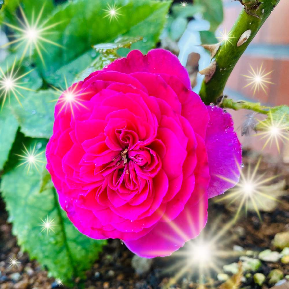 の画像 by mackie ❤️さん | 薔薇 ゆうぜんとベテラン乙女倶楽部とプランター族とお帰りなさい❣とGSのみなさんに感謝!とGSアダルトチームと念願の薔薇