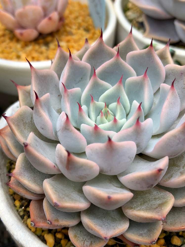 の画像 by よよよさん | エケベリア テキシエネシスと多肉植物とかっこいい!と岩手県と黒ニャンコ隊といつもありがとうと我ら植中毒隊!と美しいとタニラーとつめ