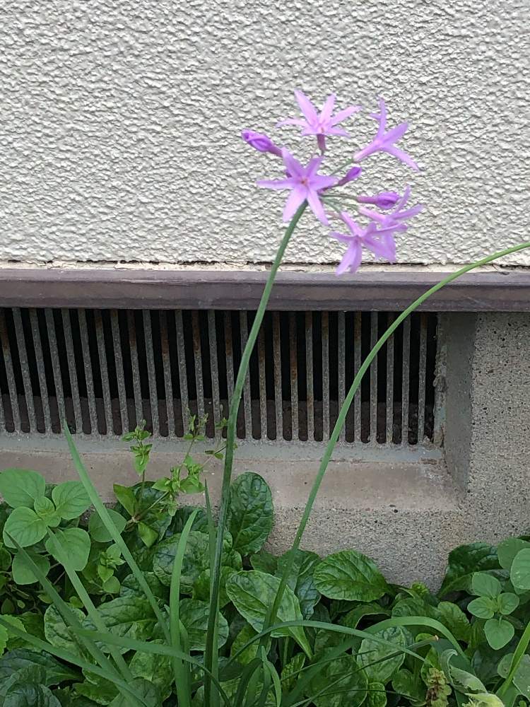 アプローチの画像 by まーがれっとさん | アプローチとツルバキア(瑠璃二文字)とGSに感謝!とひやみかち首里城!とおうち園芸と季節の変化が楽しみと新型コロナウィルスに負けるな!と玄関横の花壇