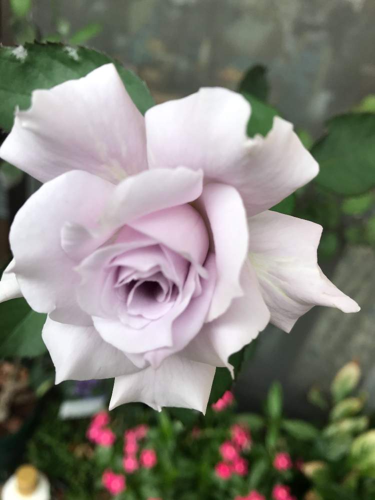 の画像 by ムーミンさん | 埼玉川越とどうか平穏な日々が戻りますようにと薔薇 爽と元気になれ日本とベランダー