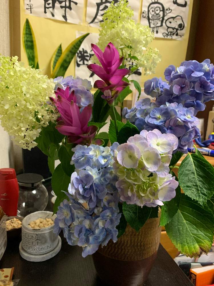 部屋の画像 by スイカさん | 部屋と十二単紫陽花とピラミッド紫陽花♡とクルクマ♡と花のある暮らしとスマホで撮影とチーム福岡