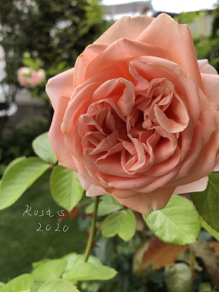 小さな庭の画像 by rosa sさん | 小さな庭とバラとスティーレ・オットチェントとピンクの花とおうち園芸とPWフォトコン2020と鉢植えと北海道でも越冬しますと花のある暮らしと北海道