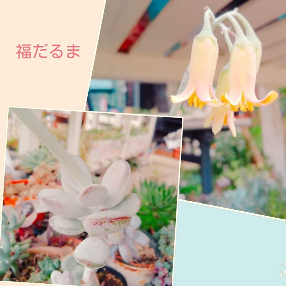 テラスの画像 by ちこりんさん | テラスと多肉植物と多肉の花とチーム2017と福だるまさんとおうち園芸とバラと夢CLUBとたに倶楽部とふっくら娘☆と#おうち園芸と#サカタのタネとHTC社員とたにおたくらぶ