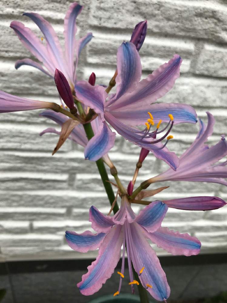 テラスの画像 by バジルさん | テラスとコリウスとリコリス・スプレンゲリーとリコリス♪と夏植え球根とリコリスの花とリコリス(ヒガンバナの仲間)と球根植物