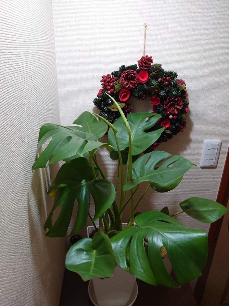 階段/廊下の画像 by 天空のバラの五線譜さん | 階段/廊下と観葉植物と幸せな日