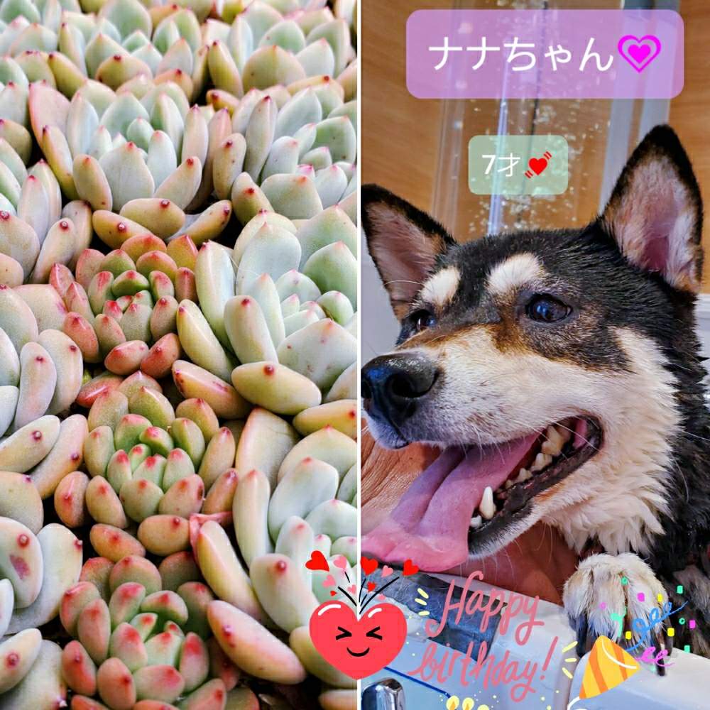 小さな庭の画像 by nanaさん | 小さな庭とピンクルルビーとアリエルとひとてま込めてと多肉中毒と多肉植物とHTCと多肉大好きとありがとーともりもり多肉と癒しと多肉植物のある暮らしとおうち園芸と多肉女子とかわいいな♡