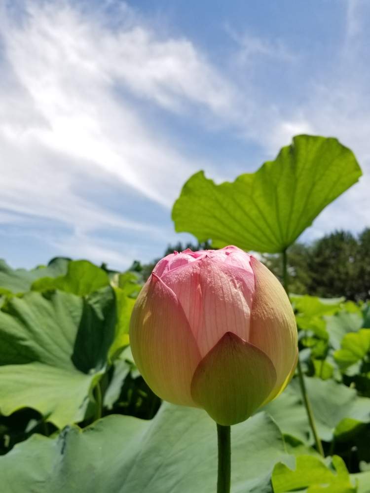 お出かけ先の画像 by ocarina0905さん | お出かけ先とハスと野の花とスマホ撮影とお城とピンクの花と野草と山野草とGS映えと7月の花と野生化とチーム福岡