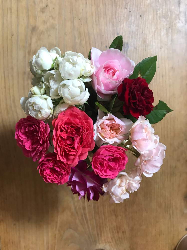 部屋の画像 by roiさん | 部屋とバラ・ビエドゥとシュネープリンセスとミニ薔薇メアリーとフェリシアとバーガンディ・アイスバーグとラバグルートと薔薇愛同盟とげんきもらえますと癒し…♡とGSでバラ園と花のある暮らし