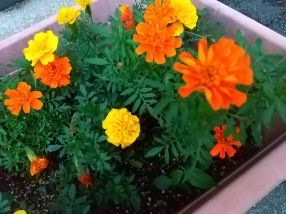 の画像 by 月華美神さん | 植物のあるくらしと癒される♡と花と緑のある暮らしとマリーゴールド♡とおうち時間とおうちde菜園と∞Purple and Queen倶楽部∞とおうち園芸と∞Purple and queen 倶楽部∞と今日のお花とMorning☀️と心のやすらぎとかわいぃな♡と∞INFINITY∞と花のある暮らしと癒し✨とおうちで楽しく