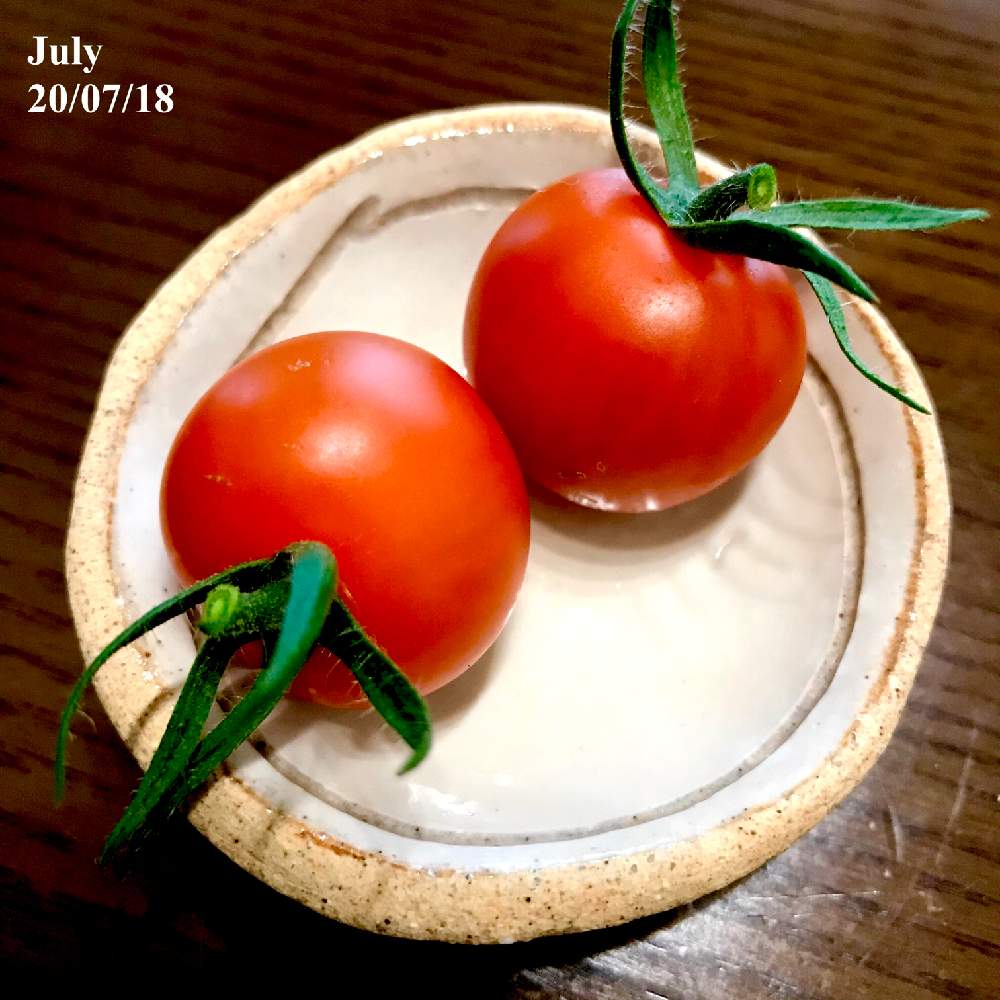 バルコニー/ベランダの画像 by ようこっちさん | バルコニー/ベランダと野菜 水耕栽培とミニトマト栽培とおうちde菜園とホームハイポニカとおうち園芸と水耕栽培と収穫とネネ ミニトマトと家庭菜園奮闘日記とホームハイポニカ 601と夏野菜収穫物2020