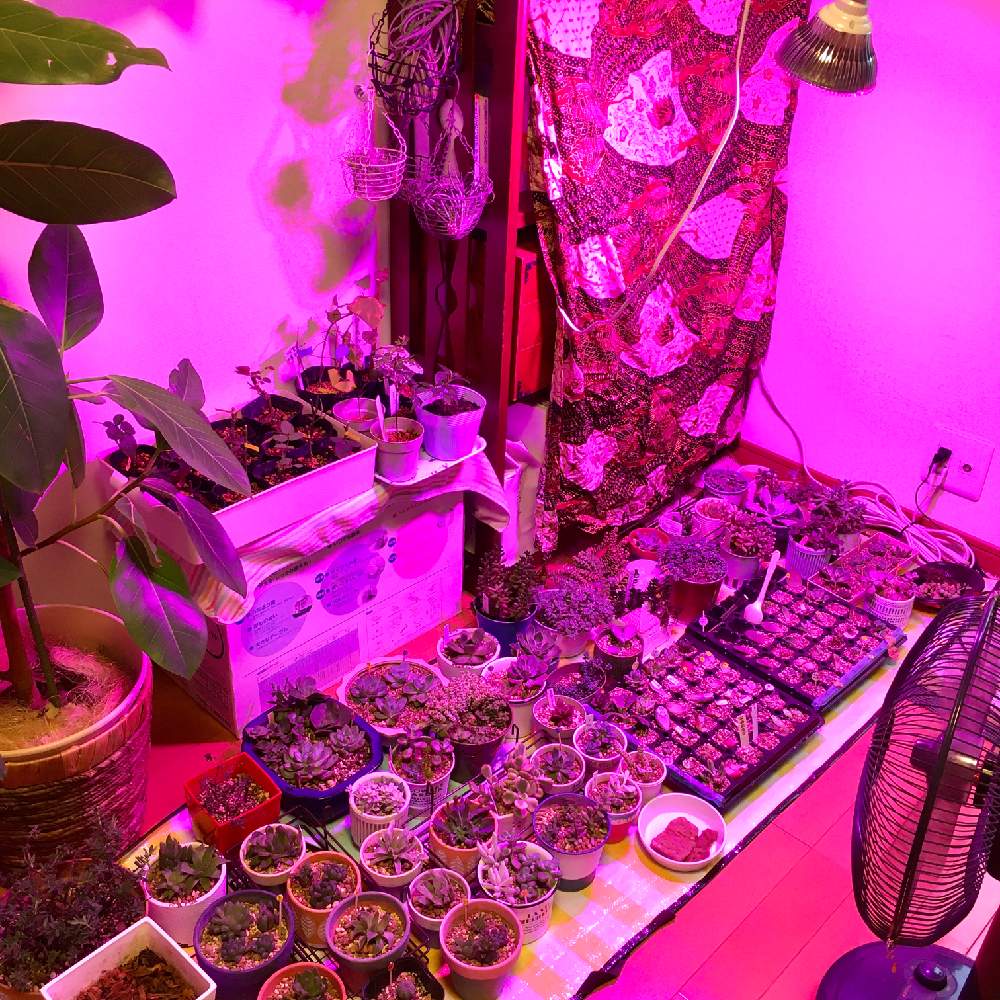 部屋の画像 by yukappeさん | 部屋と多肉と多肉植物と観葉植物と多肉女子と挿し穂とエアープランツ/チランジア