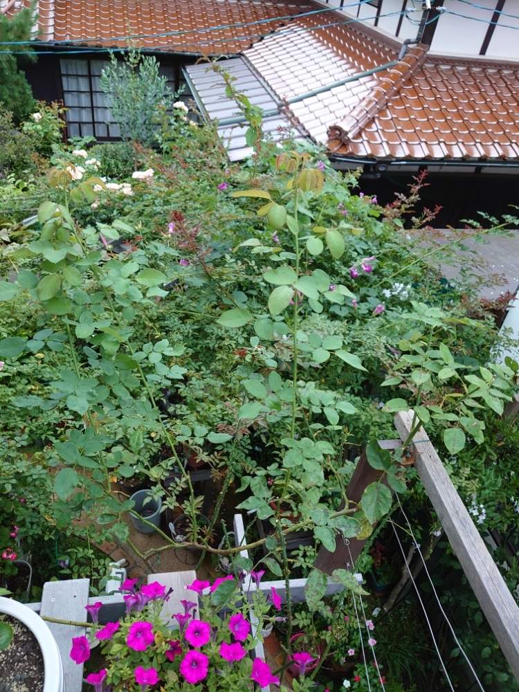 小さな庭の画像 by 天空のバラの五線譜さん | 小さな庭と幸せな日と立体的な庭造りとパーゴラ♡とイングリッシュガーデンと祈りと癒しの園と花のある暮らしとバラ・ミニバラと花色癒し