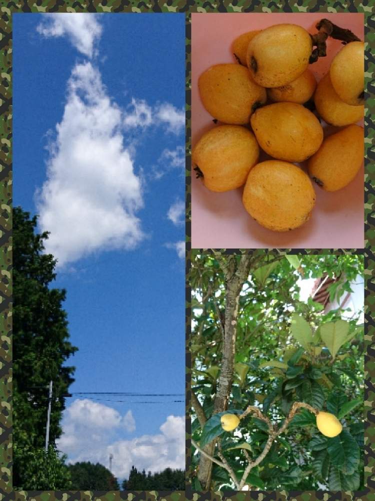 広い庭の画像 by 折り姫さん | 広い庭とびわと収穫物と田舎暮らしとおうちde菜園とおうち園芸と自宅庭と花のある暮らし