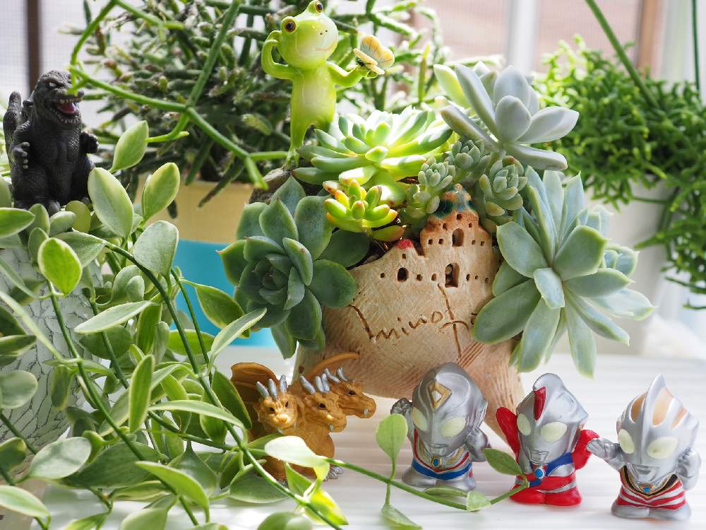 バルコニー/ベランダの画像 by noccoさん | バルコニー/ベランダと多肉植物とお城鉢と多肉の寄せ植えとイクぞ!ウルトラコラボ祭りとジメジメ梅雨を吹き飛ばせコポたん祭りと多肉のある暮らしとPWフォトコン2020と多肉女子とディスキディア属とつながりに感謝とリプサリス属とたにおたくらぶとコポたんとコポたんファンクラブ