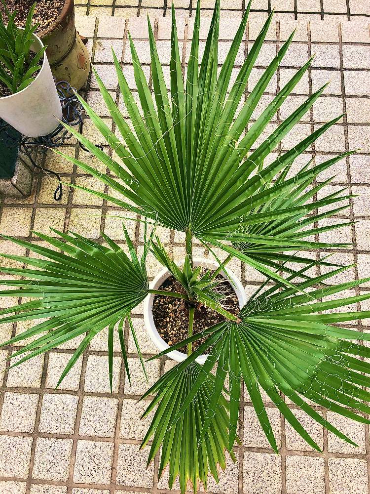 の画像 by mikkunさん | ワシントンヤシとWashingtonia Robustaとみどりのある暮らしと ヤシの木と観葉植物と植物のある暮らしと南国と成長とヤシと耐寒ヤシと新芽