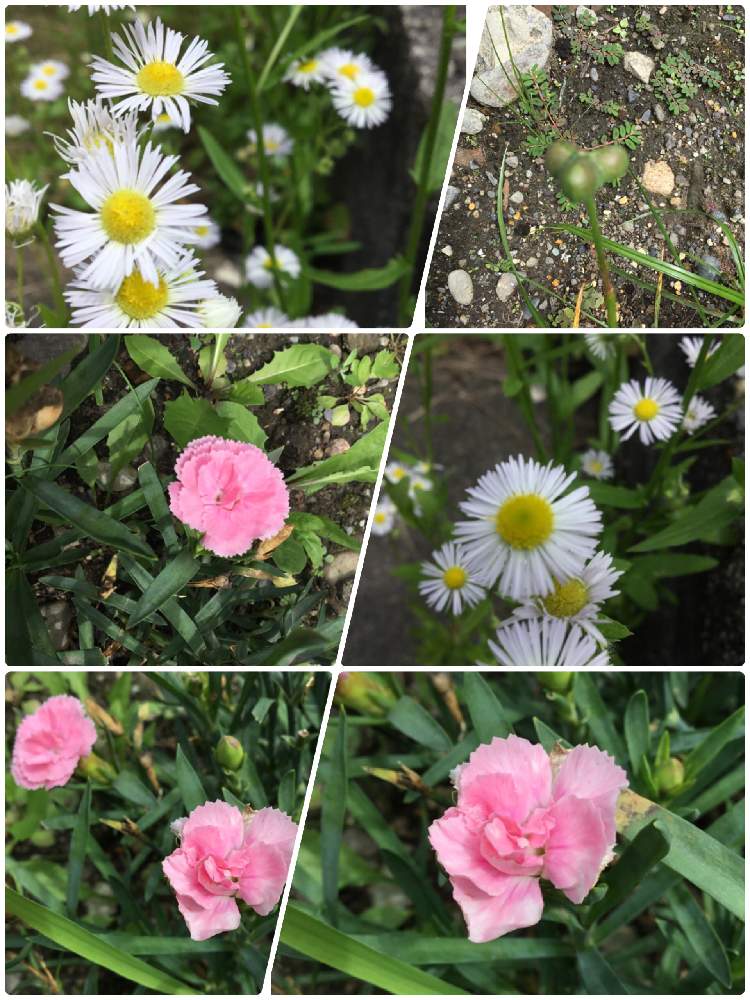 の画像 by ほとちんさん | 花散歩とおっさん歩と散歩日和と朝の散歩と日常と自宅の花と我が家の花