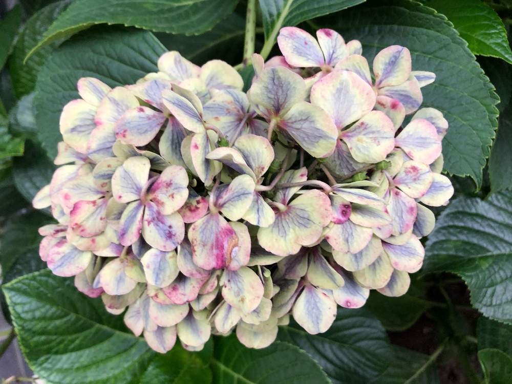 お出かけ先の画像 by Mr. マーさん | お出かけ先と紫陽花と青い紫陽花前線2020とチーム・ブルーNo.022ともんもんチャン♡見守り隊と厚木市内とiPhone8と青い花マニアとチーム・ブルーともんもんチャン♡ 見守り隊
