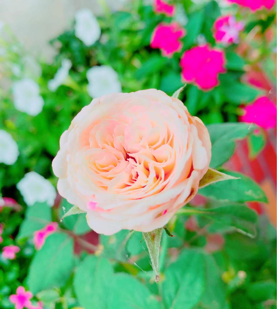の画像 by mackie ❤️さん | 薔薇 たまきとプランター族と地球緑の防衛隊とおうち園芸とGSのみなさんに感謝!とGSアダルトチームと念願の薔薇