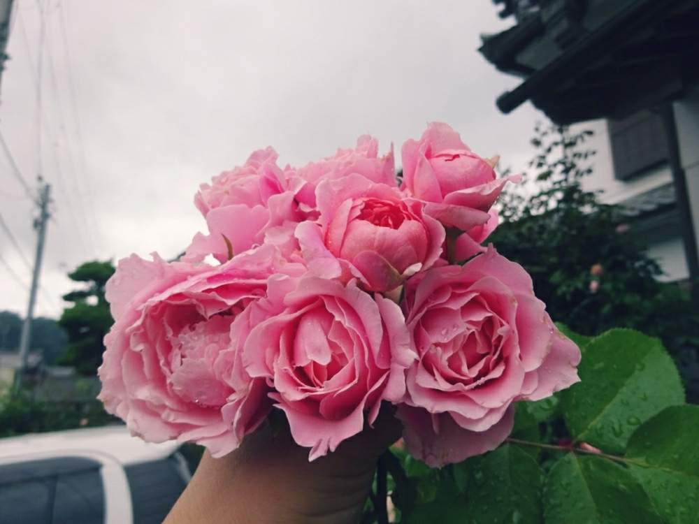 小さな庭の画像 by ☆きらまる☆さん | 小さな庭とYUMIKO印とピンク同盟と極上咲きと薔薇愛同盟と薔薇男子と薔薇に魅せられてとオシャレとB型とバラのある暮らしとおうち園芸と今日の一枚と美しき薔薇様とたまらん!と花のある暮らしとかわいいな♡とテンション⤴︎とロザリアンとななちち印とバラを楽しむとピンクハンター
