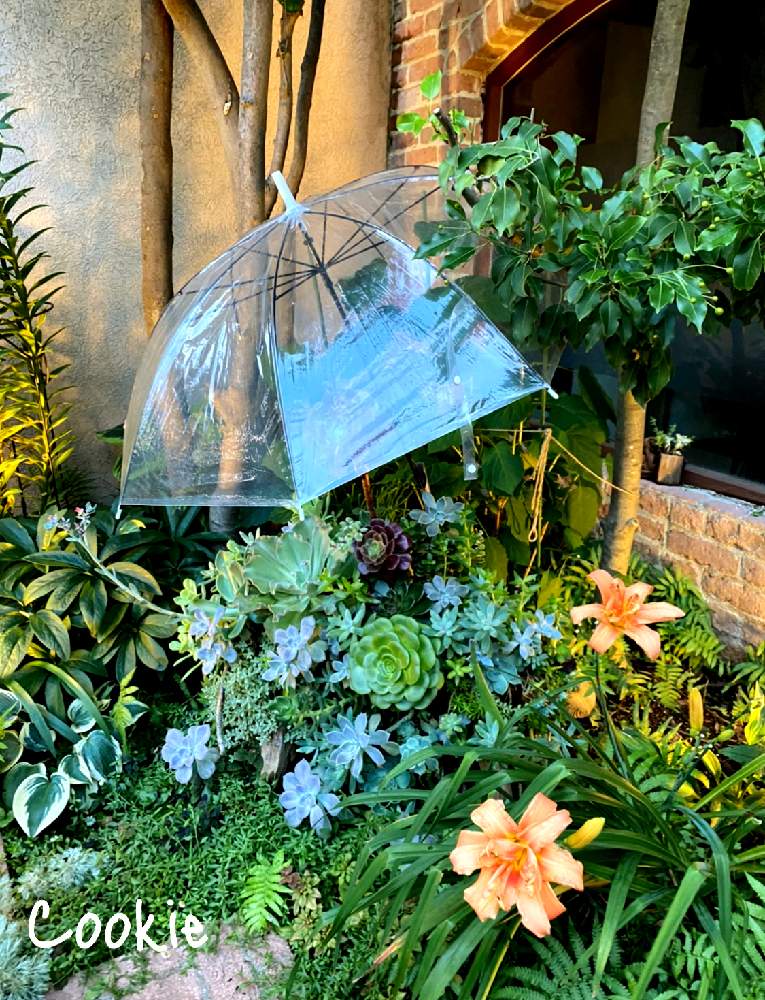 エントランスの画像 by Cookieさん | エントランスと多肉植物 寄せ植えと多肉寄せ植えと雨の日と7月と多肉植物と暮らす