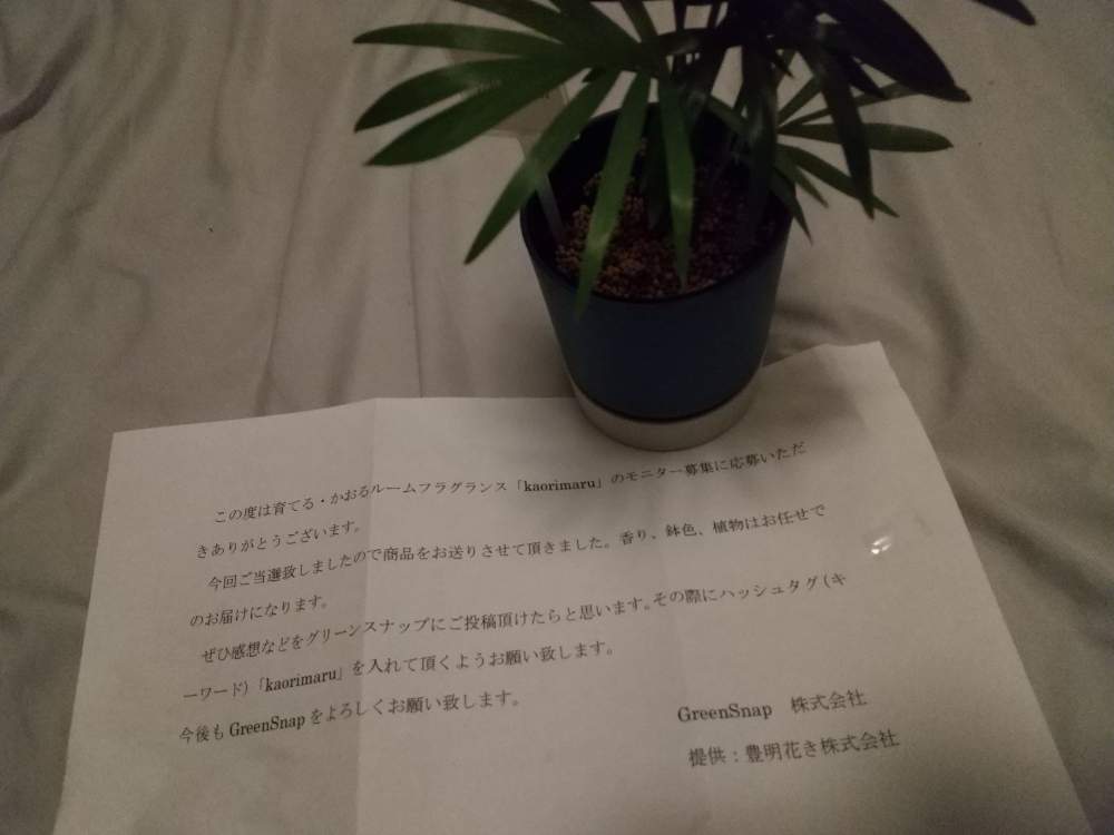 の画像 by 月華美神さん | 植物のあるくらしとモニター当選と癒される♡と花と緑のある暮らしとおうち時間とおうちde菜園と∞Purple and Queen倶楽部∞とおうち園芸と∞Purple and queen 倶楽部∞と テーブルヤシと心のやすらぎと#kaorimaruとかわいぃな♡と∞INFINITY∞と花のある暮らしと癒し✨とおうちで楽しくとサクラの香り