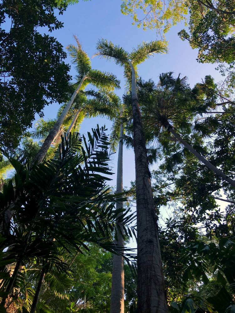 の画像 by mikkunさん | Dypsis madagascariensis var. lucubensisとみどりのある暮らしと ヤシの木と観葉植物と植物のある暮らしと南国と成長とオーストラリアとヤシと熱帯植物とダーウィン