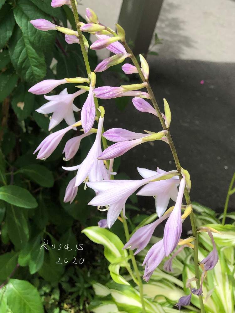 小さな庭の画像 by rosa sさん | 小さな庭とホスタ メディオバリエガータと耐寒性宿根草と小花会とおうち園芸とPWフォトコン2020と薄紫色と斑入り葉っぱと北海道でも越冬しますと花のある暮らしと北海道と錦の日