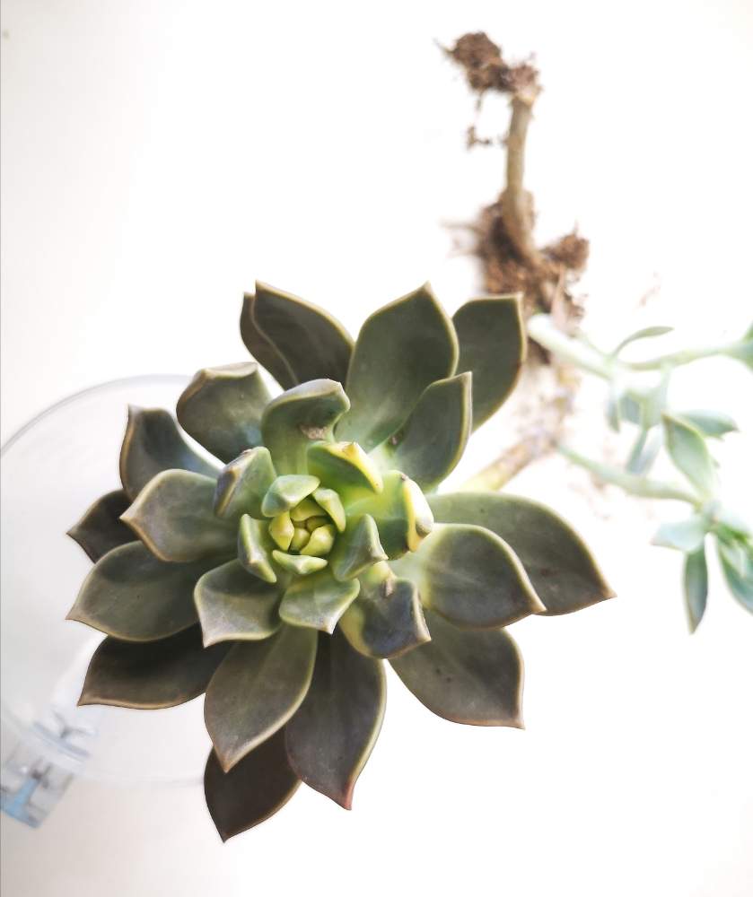 玄関の画像 by eyeさん | 玄関とパラグアイエンセ ラベンダーフォームと斑入り朧月と多肉植物と☆eye☆House Nと☆eye☆斑入りと☆eye☆グラプトペタルム属とグラプトペタルム属と☆eye☆あ行とパラグアイエンセ ラベンダーフォーム.と多肉狩りツアーとおうち園芸と三重県とパラグアイエンセラベンダーフォーム♥️とグラプトペタルム ラベンダーフォームと多肉多肉多肉と☆eye☆は行と朧月斑入りと錦の日と☆eye☆錦