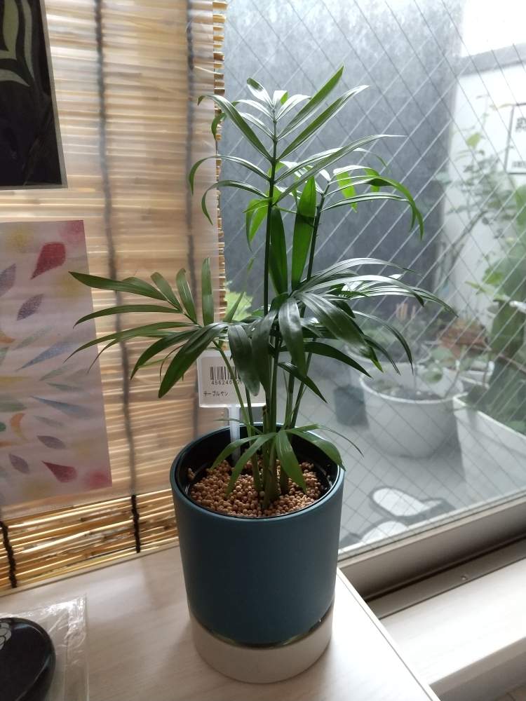 の画像 by 月華美神さん | 植物のあるくらしとモニター当選と癒される♡と花と緑のある暮らしとおうち時間とおうちde菜園と∞Purple and Queen倶楽部∞とおうち園芸と∞Purple and queen 倶楽部∞と テーブルヤシと心のやすらぎと#kaorimaruとかわいぃな♡と∞INFINITY∞と花のある暮らしと癒し✨とおうちで楽しくとサクラの香り