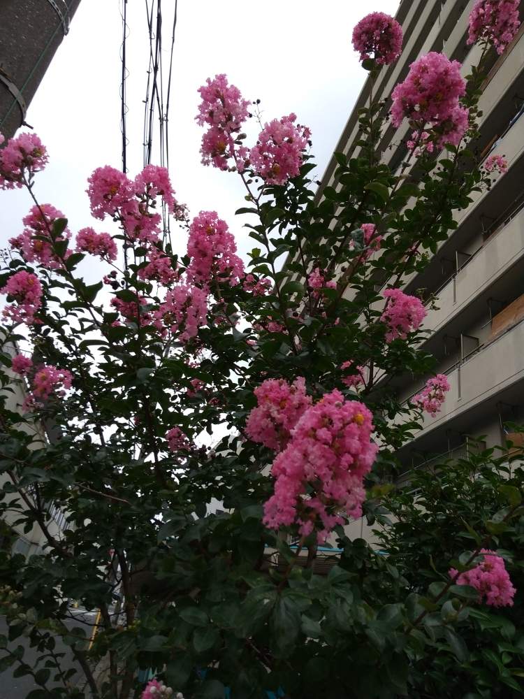 の画像 by 月華美神さん | 植物のあるくらしと癒される♡と花と緑のある暮らしとさるすべりとおうち時間とおうちde菜園と∞Purple and Queen倶楽部∞とサルスベリ♡とおうち園芸と∞Purple and queen 倶楽部∞とMorning☀️と心のやすらぎとかわいぃな♡と∞INFINITY∞と花のある暮らしと癒し✨とおうちで楽しく