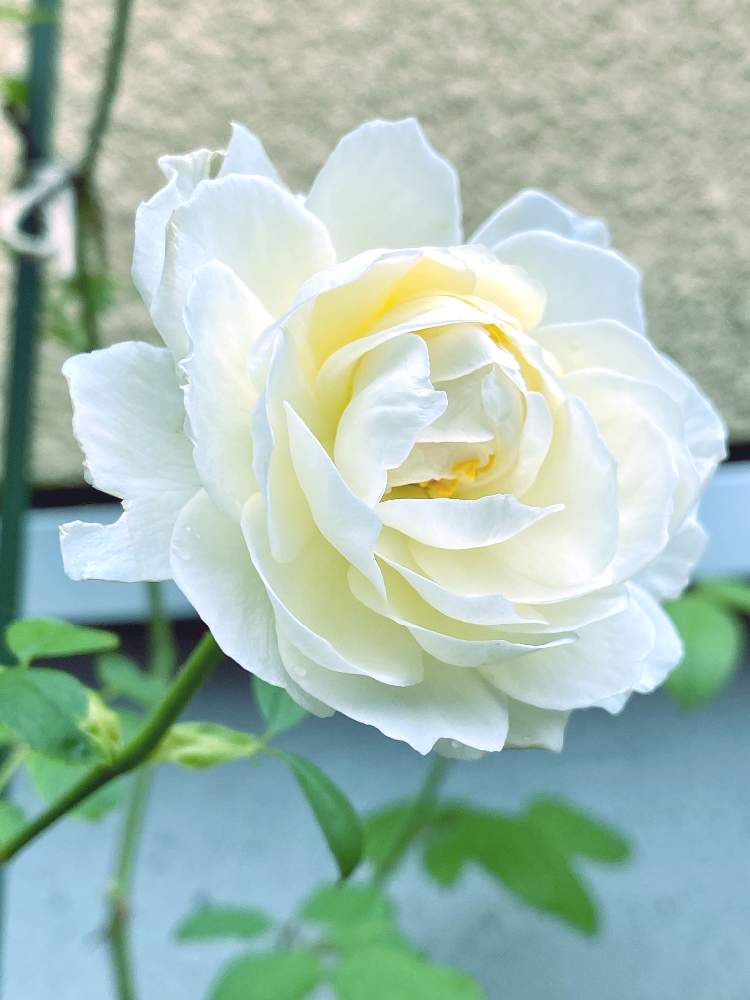 小さな庭の画像 by なおさん | 小さな庭とバラ クレアオースチンと植物愛がとまらないとよろしくお願いしますと白いバラと大好きと♡クレアオースチン♡とおうち園芸と植中毒と可愛いとバラが好きとGSでバラ園と白い花とバラ・ミニバラ
