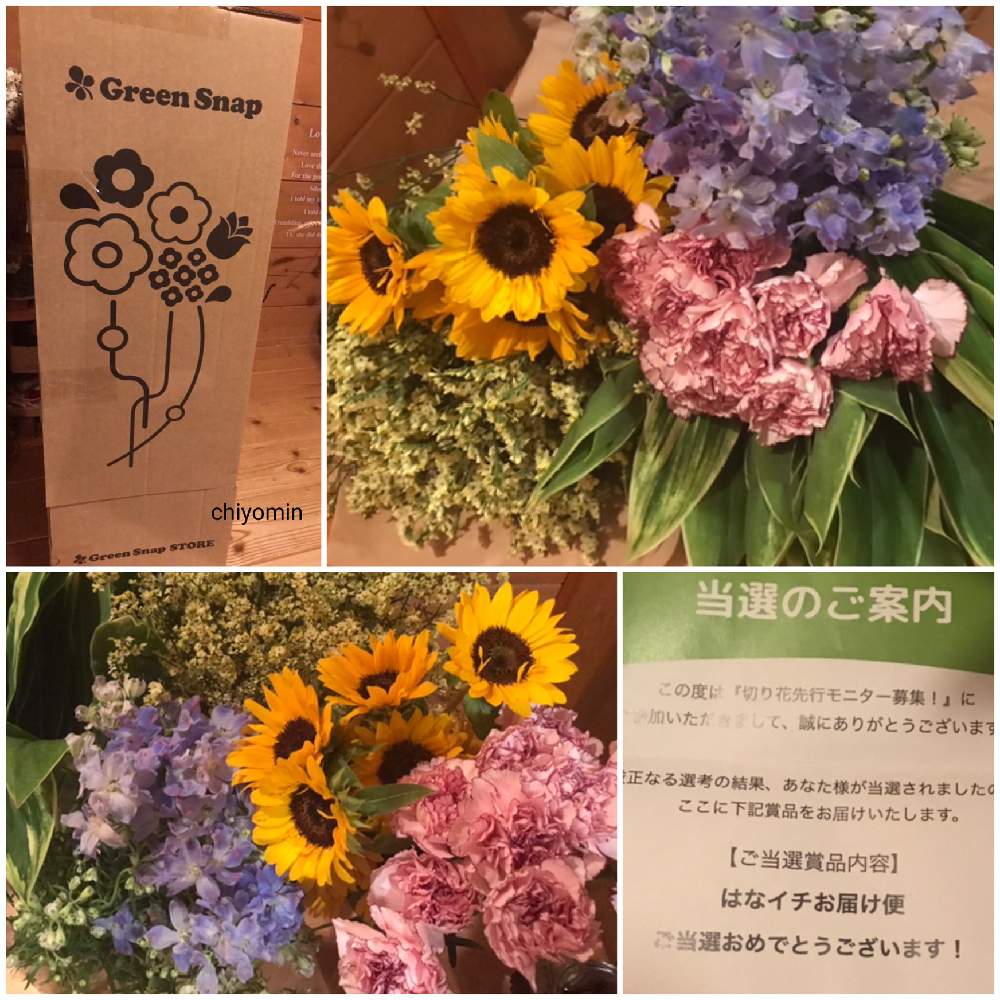 部屋の画像 by ちよみん*さん | 部屋とカーネーションとミニひまわりとデルフィニウムとハイブリッド スターチスとモニター当選とおうち園芸とバラと夢CLUBと生花と花のある暮らしとはなイチお届け便とGS植物うちなーぐち会