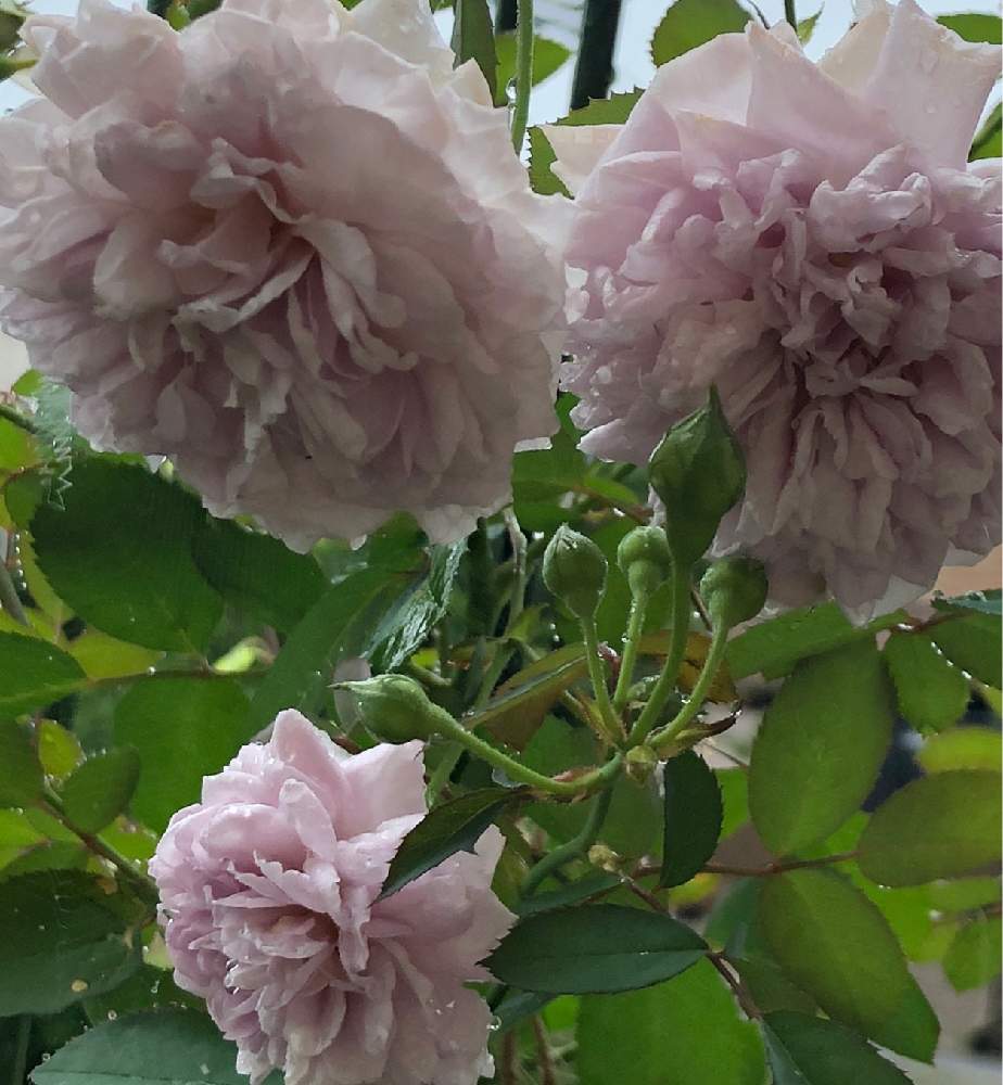 フェンスの画像 by うふふさん | フェンスとmy 薔薇とばら バラ 薔薇とブルーローズ♡と薔薇に魅せられてとバラのある暮らしと薔薇レイニーブルーと薔薇が好き❤とお花が好き♡とウフフと月曜日にはバラをとGSでバラ園と花のある暮らしと青い花マニアとチーム愛知と青薔薇マニアとおうち園芸とうふふのブルーローズとうふふの薔薇