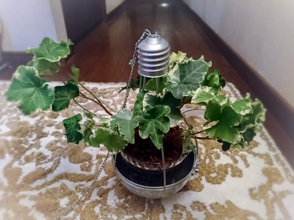 の画像 by TAYA's lab.さん | アイビー・パラダイスと垂れ下がる植物とふりふりとフリルと這性と吊り下げと斑入りアイビーと斑入りヘデラとフリフリと吊り鉢と✨たやパラダイス✨と斑入り植物と斑入りの葉