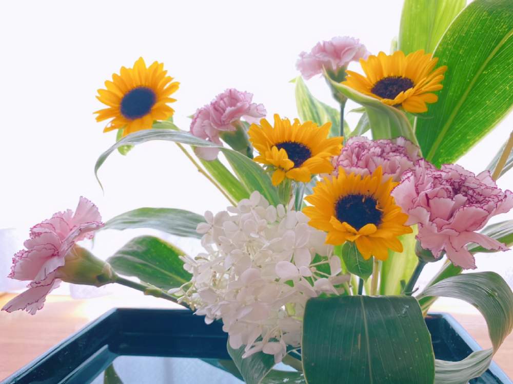 の画像 by まゆっけさん | カーネーションとヒマワリとハランとノリウツギとモニター当選とピンクの花とGS映えとおうち園芸と黄色い花とビタミンカラーと暮らしに花をとビタミン Fと日々の生活を丁寧に…と花のある暮らしと白い花とはなイチお届け便と花が好き