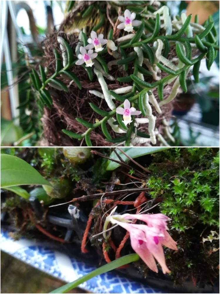 小さな庭の画像 by 阿南田零さん | 小さな庭とムカデランとミヤマムギランとPelatantheria scolopendrifoliaとBulbophyllum japonicumと着生ランとラン科とバルボフィラムとorchidとマメヅタラン属とムカデラン属と山野草と初夏の花たちとおうち園芸とオーキッドと着生蘭とらんとガーデニングと花のある暮らしとBulbophyllum属とバルボフィラム属