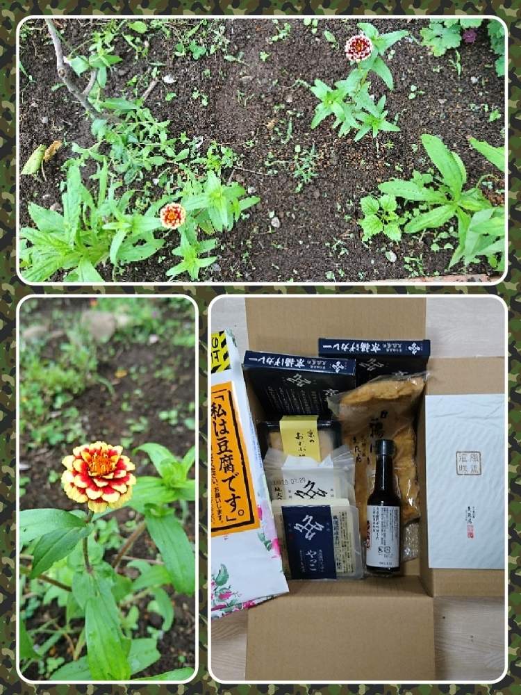の画像 by 折り姫さん | 百日草と田舎暮らしと寄せ植えとおうちde菜園とおうち園芸と自宅庭と花のある暮らしと頂き物