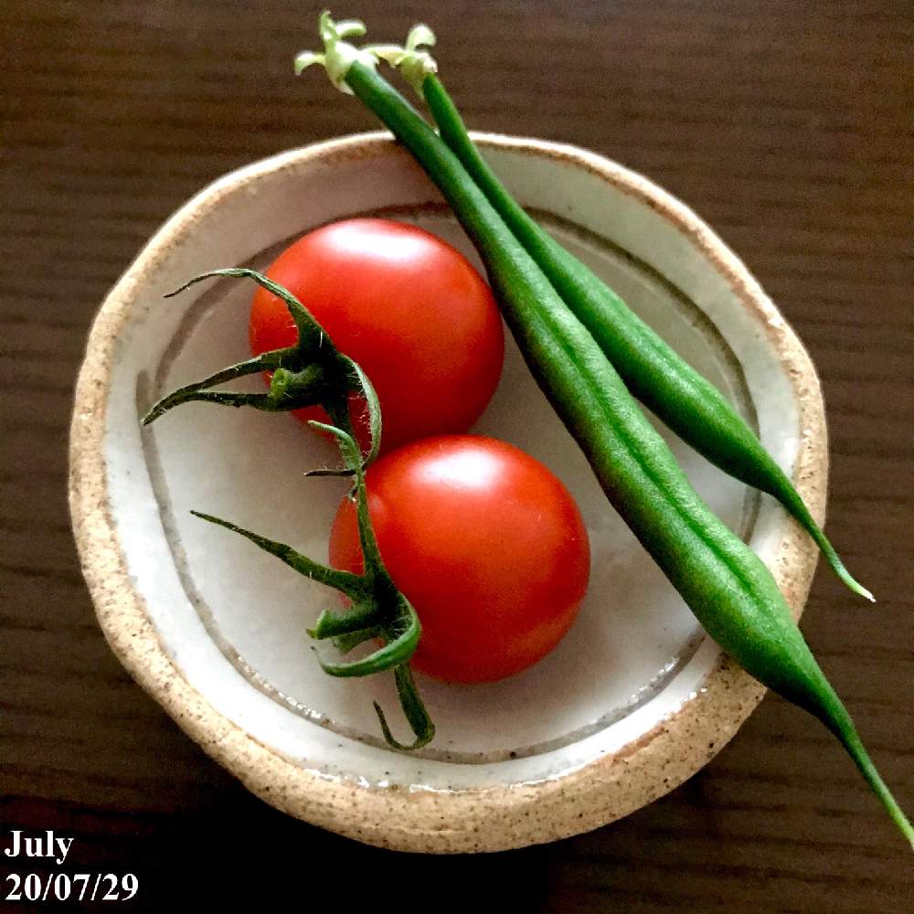 バルコニー/ベランダの画像 by ようこっちさん | バルコニー/ベランダと水耕つるなしインゲンと野菜 水耕栽培とミニトマト栽培とおうちde菜園とおうち園芸と水耕栽培と収穫とネネ ミニトマトと家庭菜園奮闘日記とホームハイポニカ 601