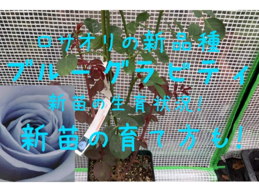 小さな庭の画像 by ばらきちさん | 小さな庭と薔薇の薬剤散布とバラと宿根草とガーデニング男子とバラ特集と病害虫予防と自己流ガーデニングとローズガーデナーと病害虫対策とバラのある暮らしとバラの育て方とおうち園芸とバラの消毒☆とばら好きです♡と根頭癌腫病とバラ好きとガーデニングと病害虫予防対策とバラを楽しむ