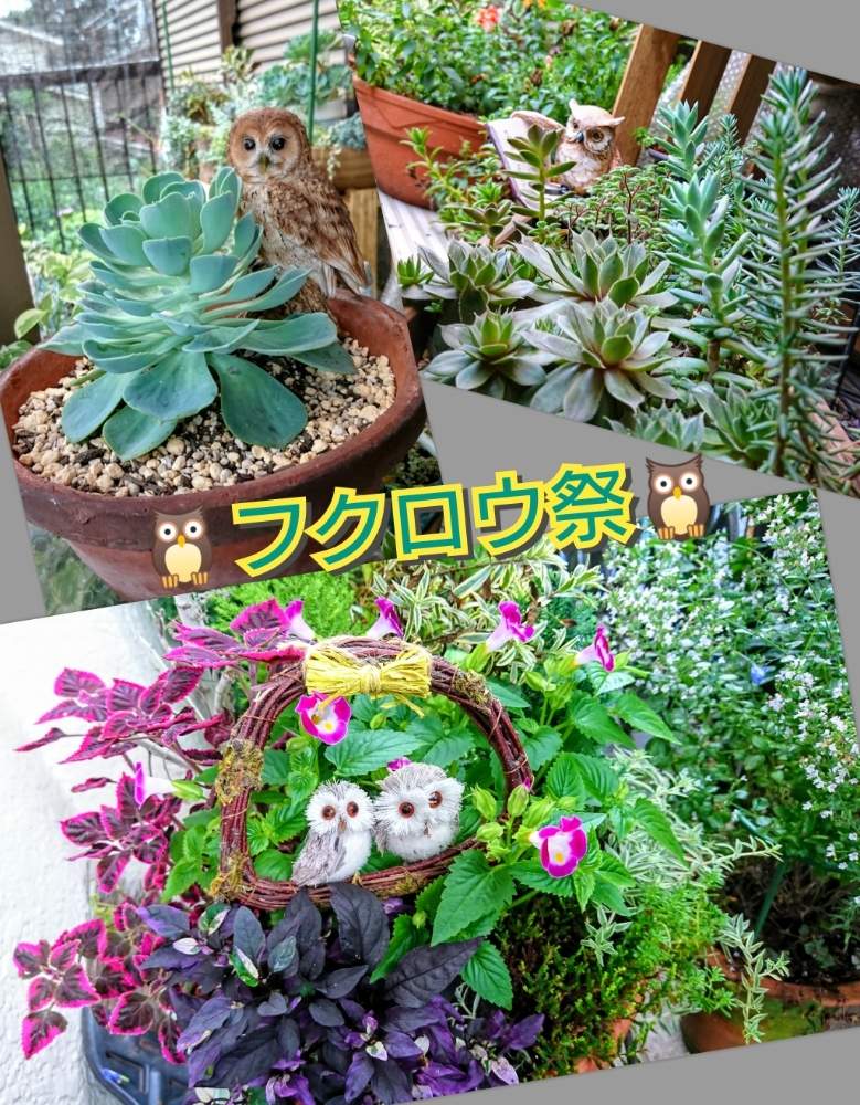 バルコニー/ベランダの画像 by のりっぺさん | バルコニー/ベランダとコリウスとトレニアとセンペルビウムとエケベリア 七福神さまとパープルフラッシュ(斑入り唐辛子)と素敵便♥️と今を乗切るぞ!と雨にもコロナにも負けず!とKOH七福神と七福神companyと多肉ちゃん初心者と梅雨明け('ε'*)まだかな?とフクロウ祭と楽しい園芸o(^o^)oとバルコニストと七福神company №031