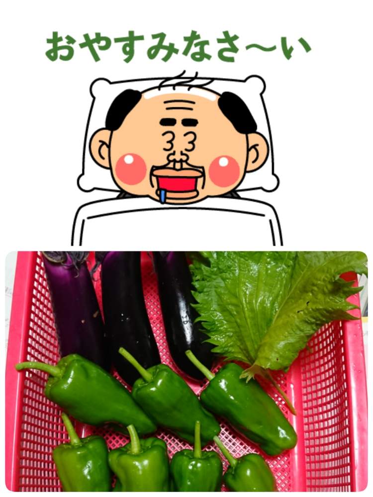 畑の画像 by 苺さん | 畑とプランター菜園と茄子の栽培と収穫物とプランター野菜とプランターと家庭菜園とおうちde菜園と紫蘇の栽培と青紫蘇の栽培とおうち園芸と種蒔き栽培と収穫とピーマンの栽培とプランター植え
