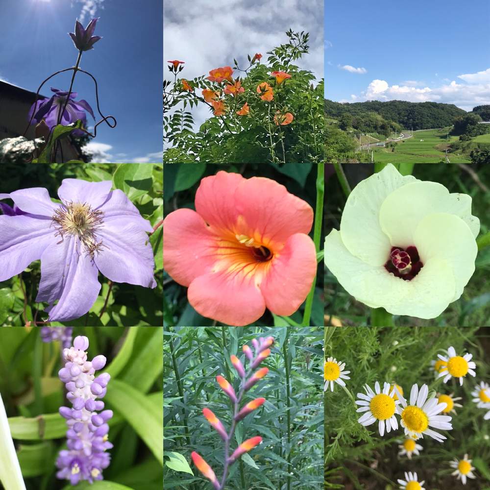 の画像 by にゃんこさん | 古民家再生計画と古民家の植物の四季と花のある暮らしと家庭菜園奮闘日記と古民家の庭