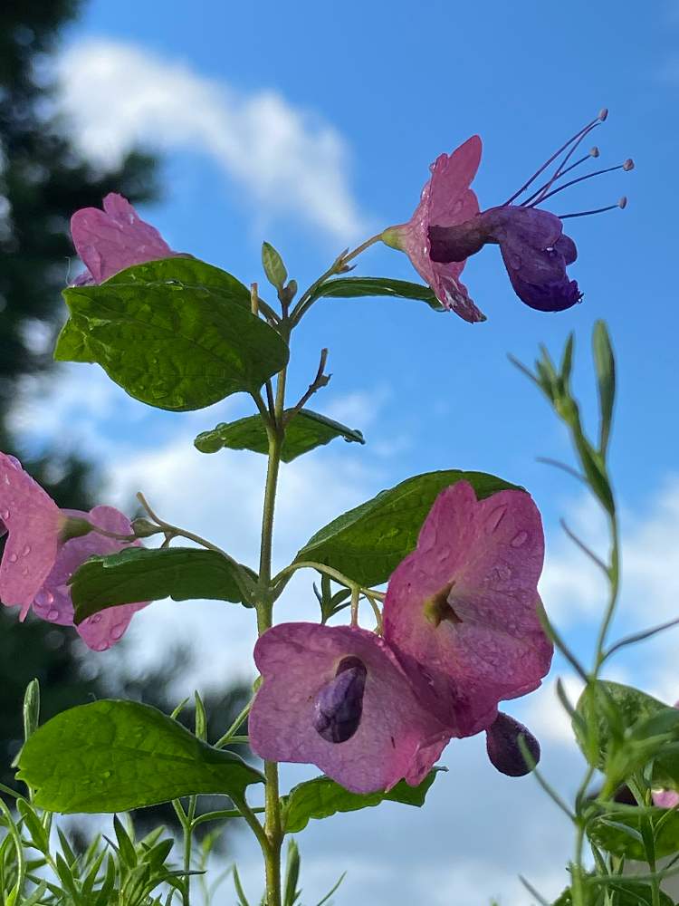 小さな庭の画像 by まっしゅさん | 小さな庭と長野県とおうち園芸と雨止んだよと嬉しい〜なと青空と❤︎